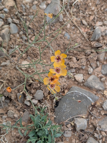 plains flax