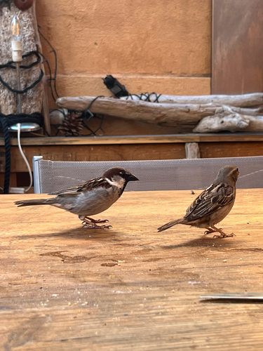 House Sparrow