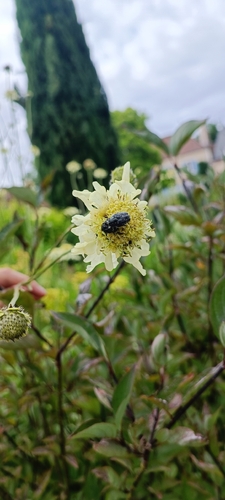 Mediterranean Spotted Chafer