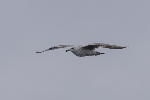 European Herring Gull