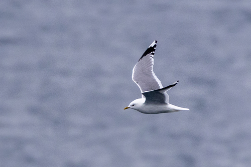 Common Gull
