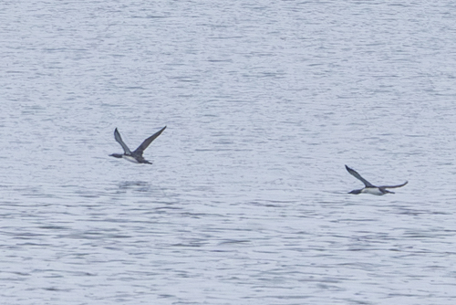 Red-throated Loon