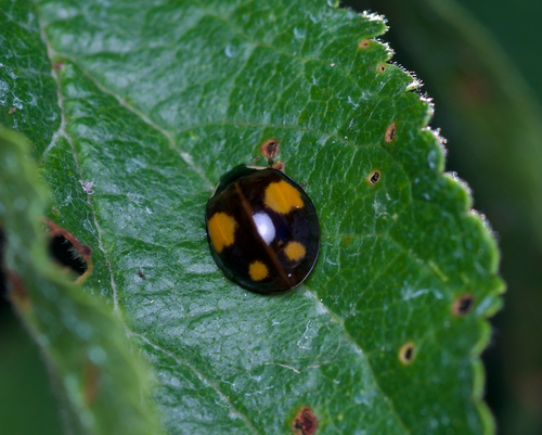 Asian Lady Beetle
