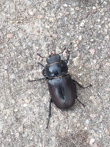 European Stag Beetle