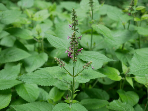 hedge woundwort
