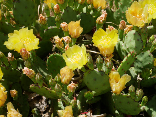 low pricklypear