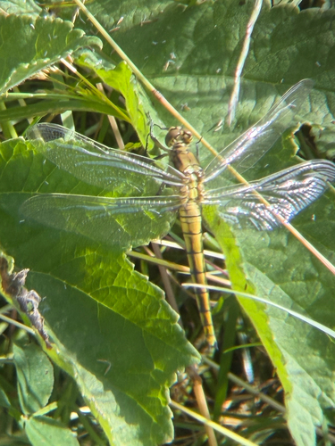 Black-tailed Skimmer