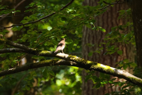 Song Thrush