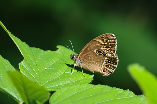Woodland Brown