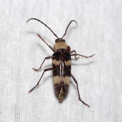 Megacyllene antennata