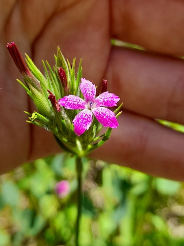 Deptford pink