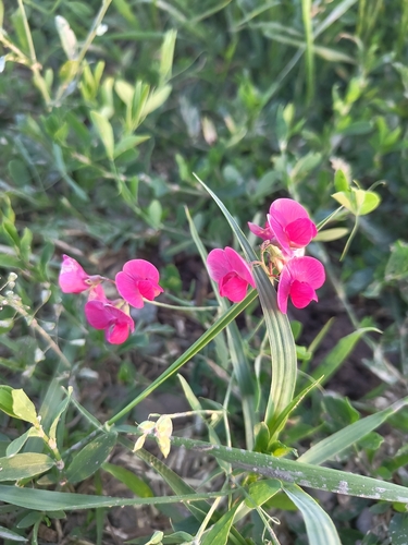tuberous pea