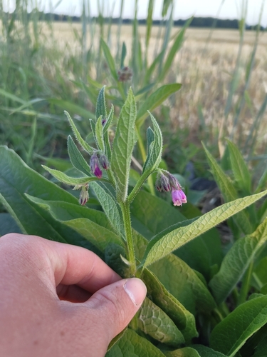 common comfrey