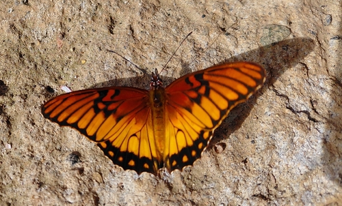 Mexican Silverspot