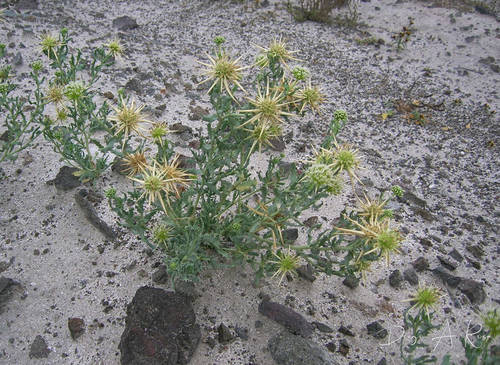 Calycera calcitrapa · iNaturalist
