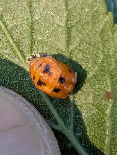 Asian Lady Beetle