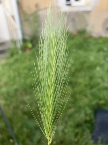 wall barley