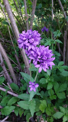 clustered bellflower