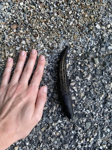 Ash-black Slug