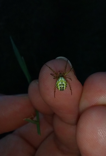 Cricket-bat Orbweaver