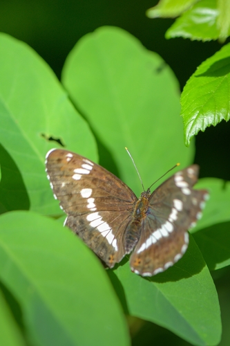 Eurasian White Admiral