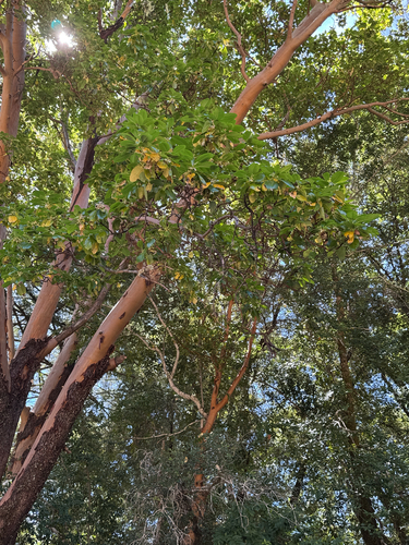 iNaturalist observation photo of Pacific madrone