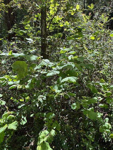 iNaturalist observation photo of white alder