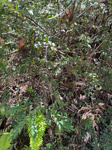 iNaturalist observation photo of Evergreen Huckleberry