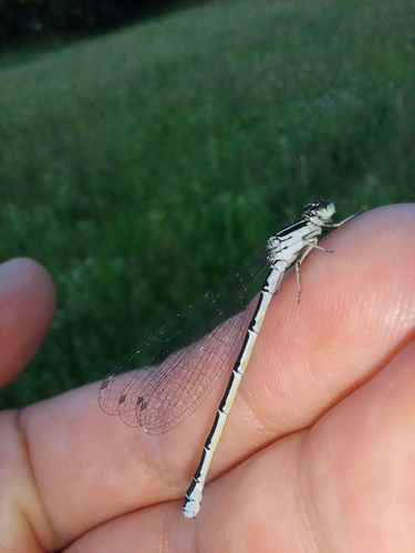 Southern Damselfly