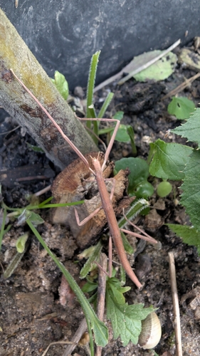 French stick insect