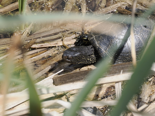 European Pond Turtle