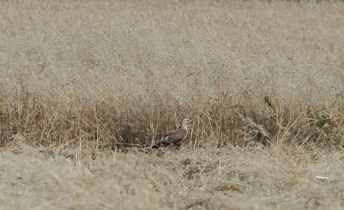 Long-legged Buzzard
