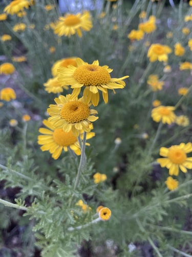 Golden marguerite