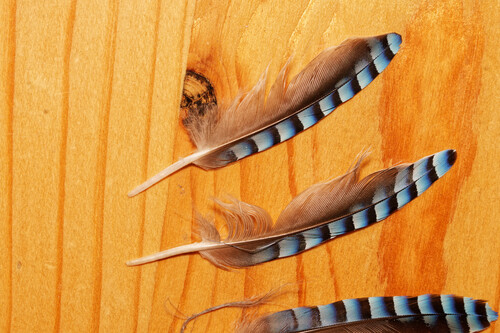 Eurasian Jay