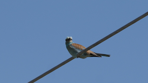 European Roller