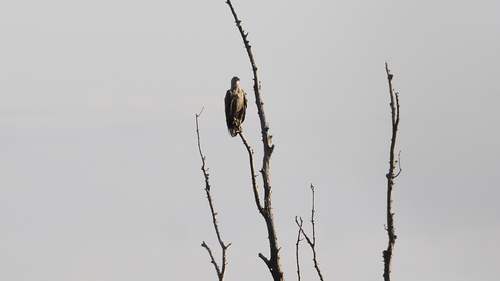 White-tailed Eagle