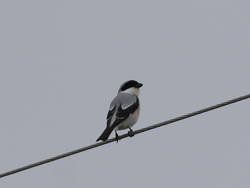 Lesser Grey Shrike