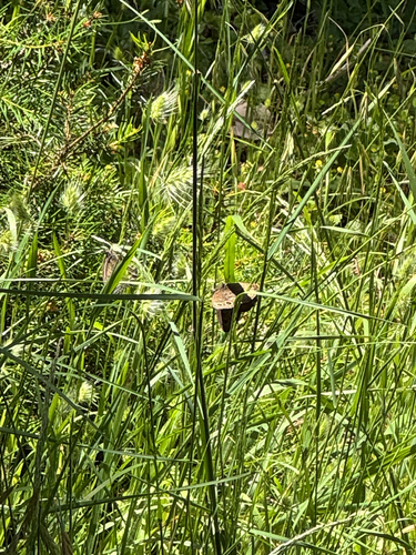iNaturalist observation photo of Common Wood-Nymph
