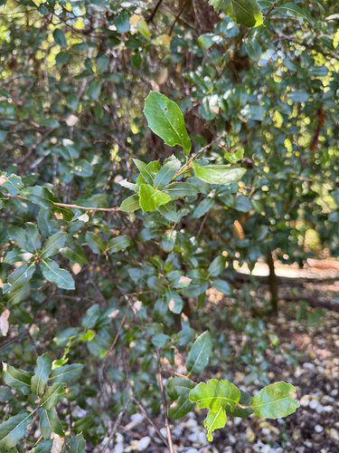 iNaturalist observation photo of oaks