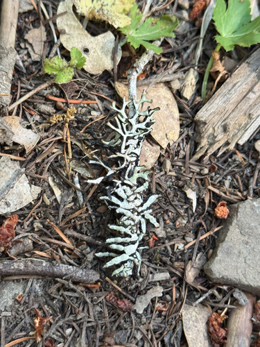 iNaturalist observation photo of Imshaug's Tube Lichen