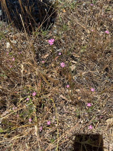 iNaturalist observation photo of Muehlenberg's Centaury