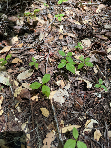 iNaturalist observation photo of Western Starflower