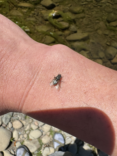 iNaturalist observation photo of Calyptrate Flies