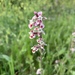 Silene - Photo (c) mercantour, all rights reserved, uploaded by mercantour