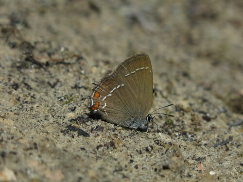 Ilex Hairstreak