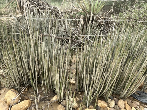candelilla
