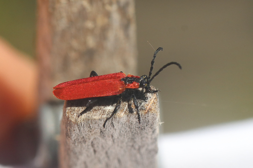 Lygistopterus sanguineus