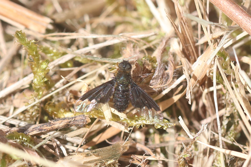 Black Banded Bee Fly
