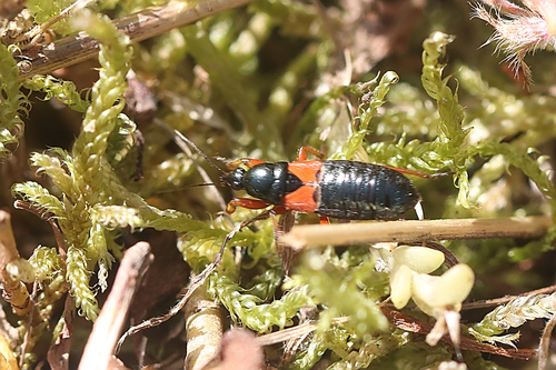 Prostemma guttula