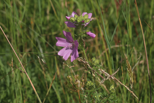 musk mallow